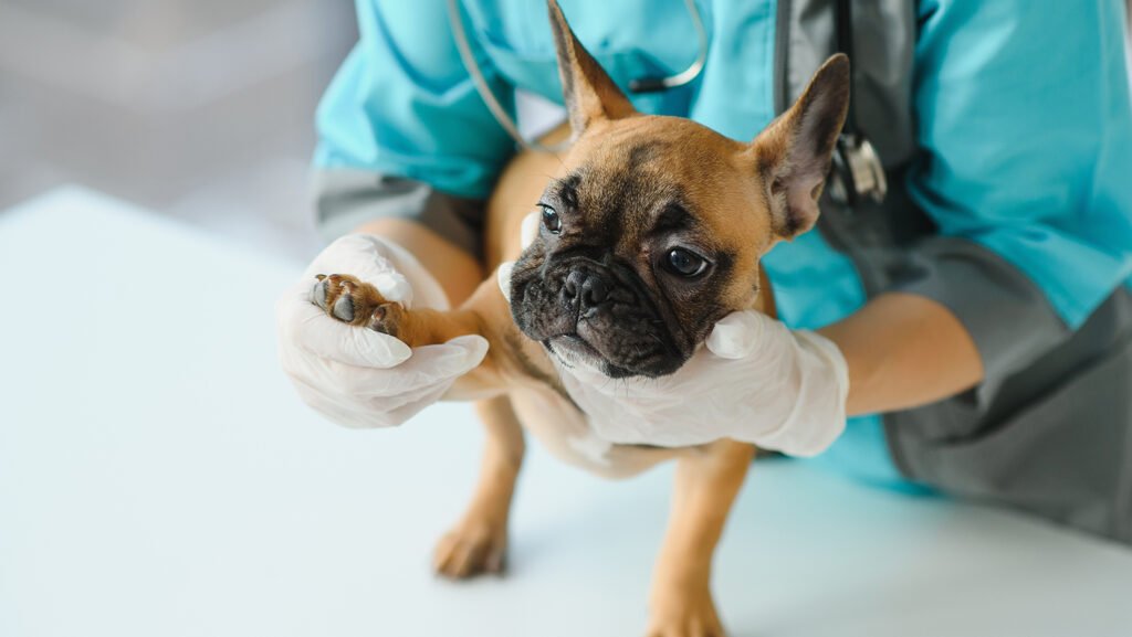 librela hund gestorben